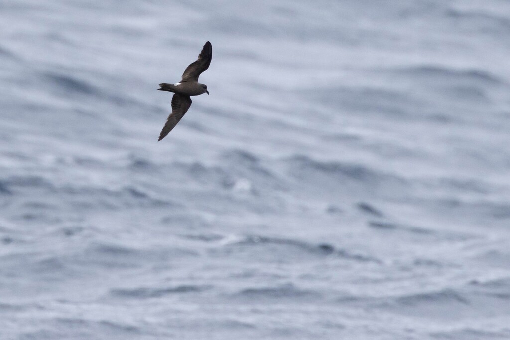 Leach's storm-petrel flying low over the sea, white rump patch visible