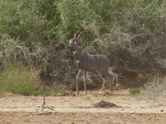 Tragelaphus imberbis