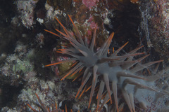 Acanthaster planci