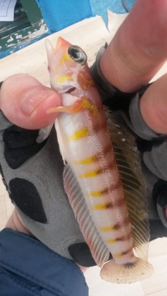 Bicolorbarred grubfish (Parapercis multifasciata) — Pinguipedidae