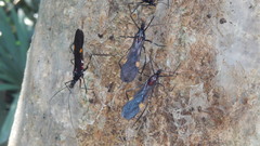 Parahiranetis salgadoi