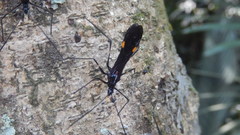 Parahiranetis salgadoi