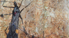 Parahiranetis salgadoi