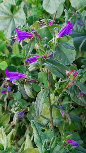Lax Viper's-bugloss