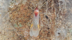 Parahiranetis salgadoi