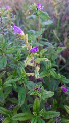 Echium rosulatum