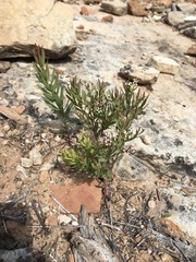 Comandra umbellata pallida