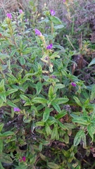 Echium rosulatum