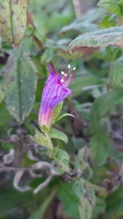Echium rosulatum