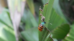 Diabrotica limitata
