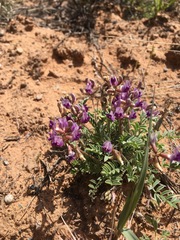 Astragalus desperatus