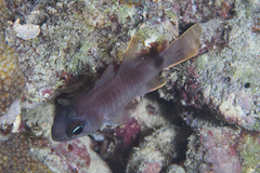 Nectamia