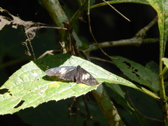 Altinote ozomene nox