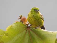 Ixothraupis xanthogastra