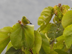 Ixothraupis xanthogastra