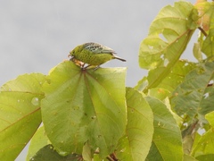 Ixothraupis xanthogastra