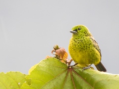 Ixothraupis xanthogastra