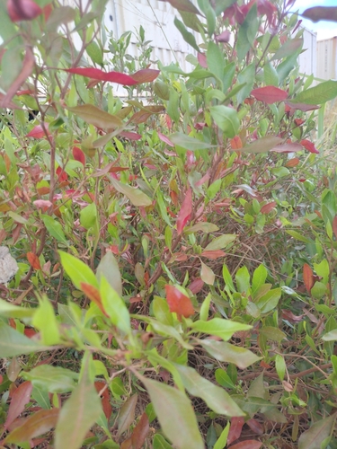 Dodonaea viscosa observed 2025-08-06