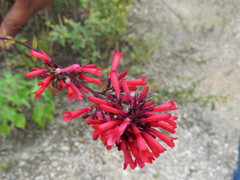 Russelia verticillata