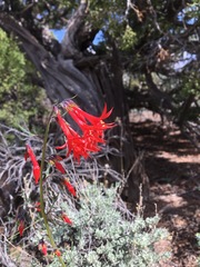 Ipomopsis aggregata aggregata