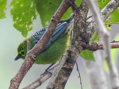 Ixothraupis xanthogastra