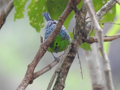 Ixothraupis xanthogastra