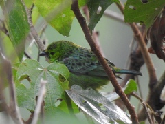 Ixothraupis xanthogastra