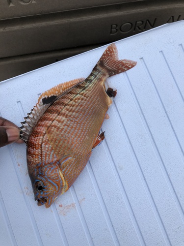 Rainbow seaperch (Hypsurus caryi) — Embiotocidae