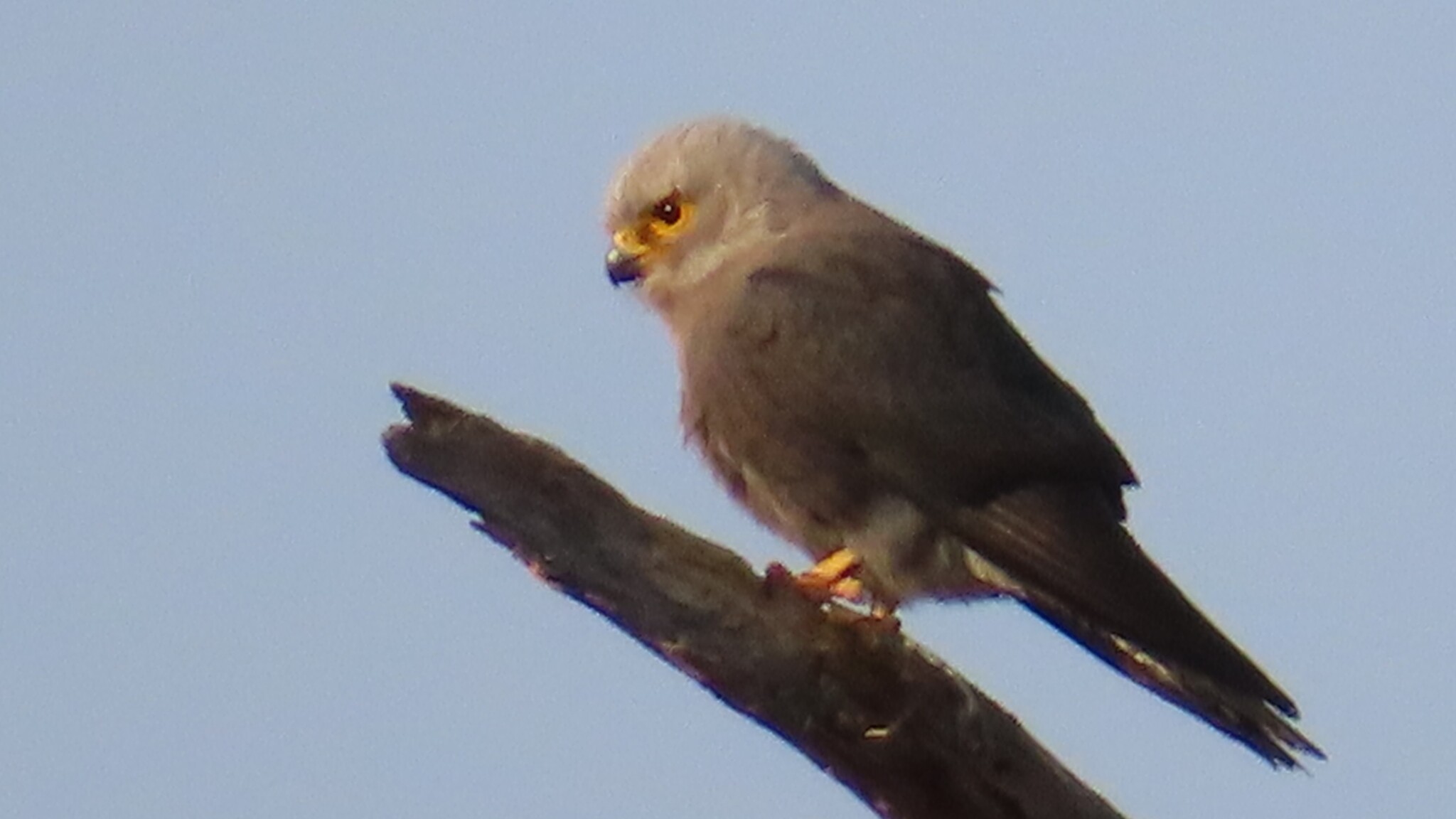 Dickinson's Kestrel (Falco dickinsoni), photo 3