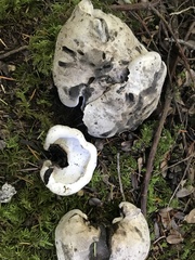 Albatrellaceae