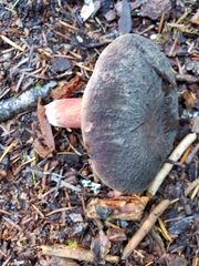 Xerocomellus zelleri