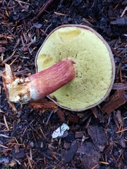 Xerocomellus zelleri