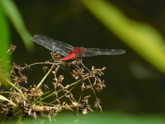 Urothemis