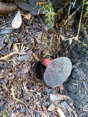 Xerocomellus zelleri