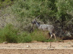Tragelaphus imberbis