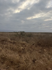 Acacia drepanolobium (Acacia drepanolobium)