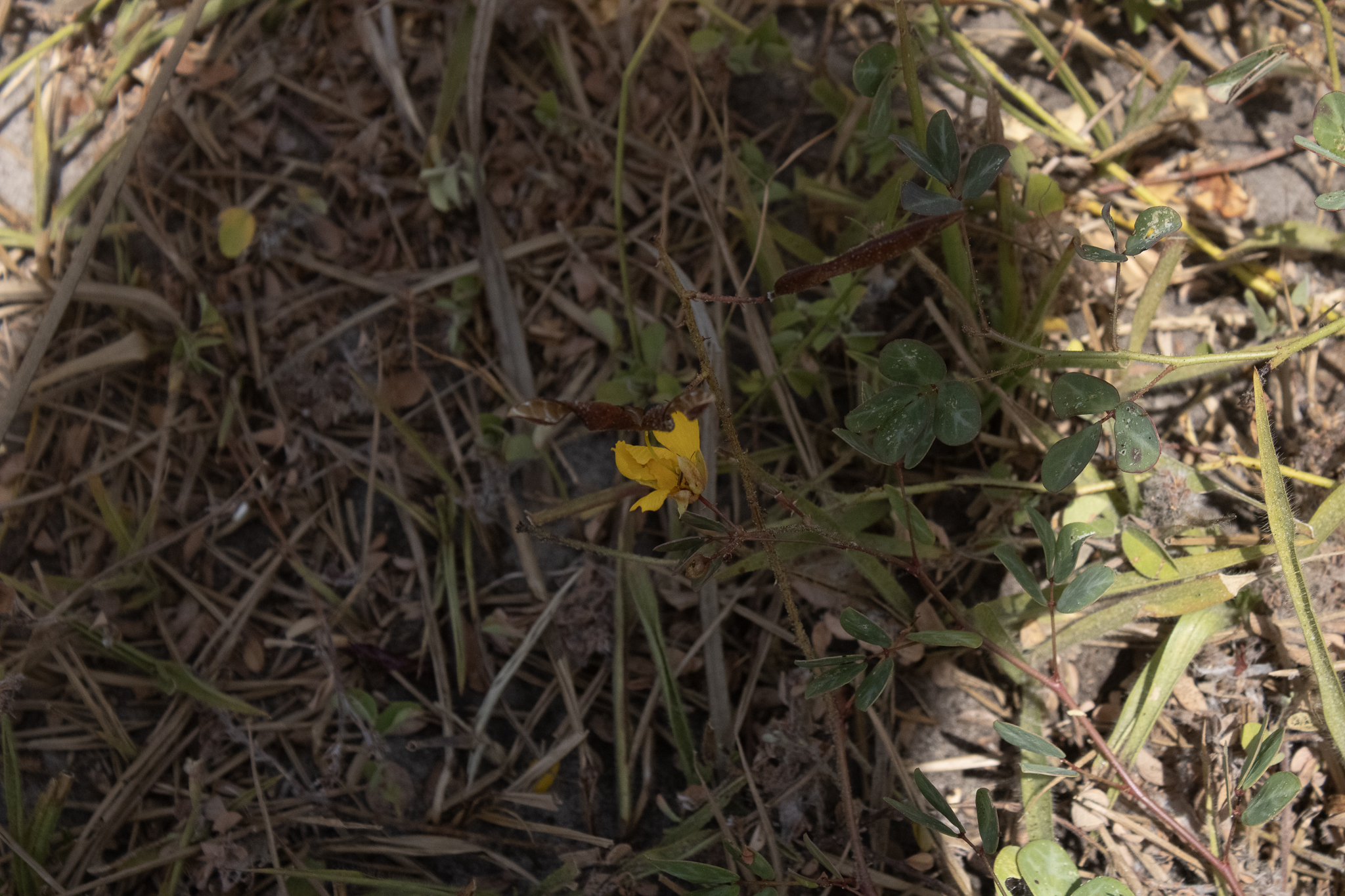 Chamaecrista hispidula