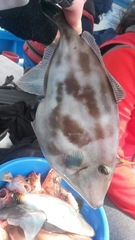 Thamnaconus modestus