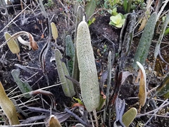 Elaphoglossum yatesii