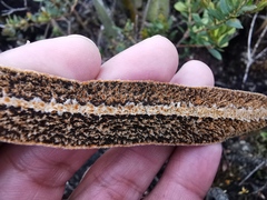Elaphoglossum yatesii