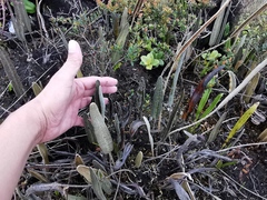 Elaphoglossum yatesii