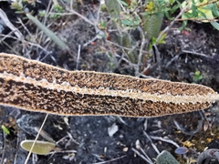 Elaphoglossum yatesii