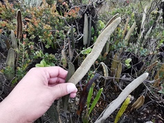 Elaphoglossum yatesii