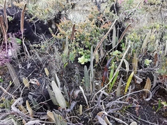 Elaphoglossum yatesii
