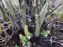 Elaphoglossum yatesii