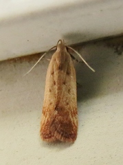 Anacampsis fullonella