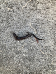 Plethodon ventralis
