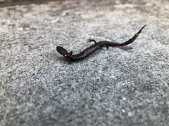 Plethodon ventralis