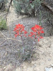 Castilleja scabrida scabrida