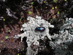 Astylus aulicus